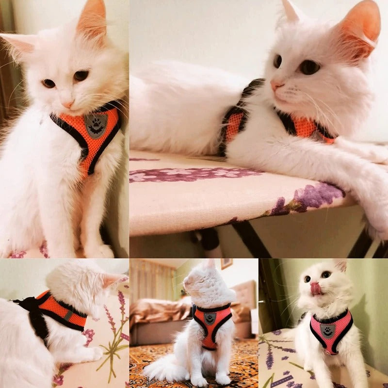 Katten en honden harnas