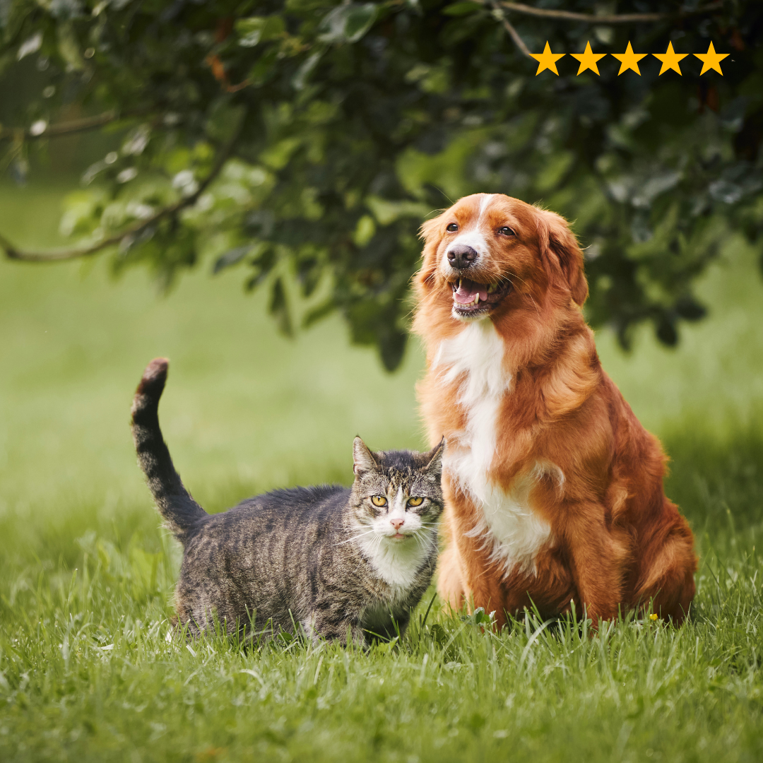 Honden en katten