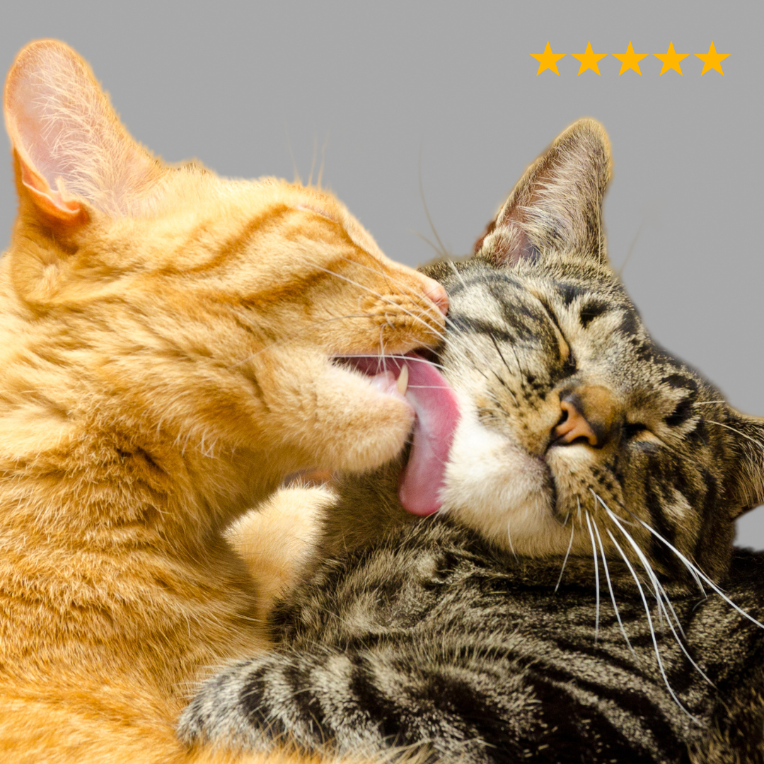 Kattenproducten