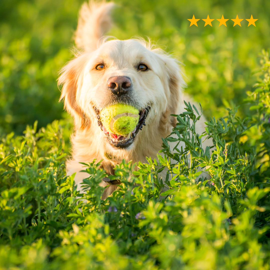 Honden assortiment