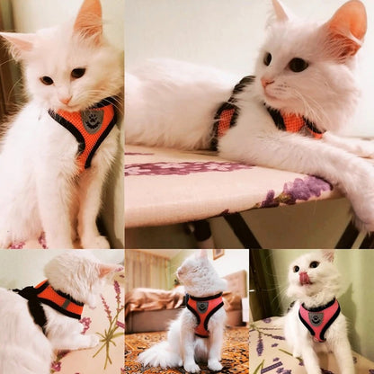 Katten en honden harnas